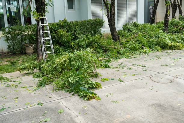 Emergency Storm Tree Removal